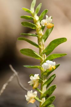 Dendrobium ellipsophyllum grows in warm to hot temperatures with full sun light. 
Grow in a well drain mix of sphagnum moss or medium fir bark.found in the Burma, Thailand, Laos, Vietnam and China