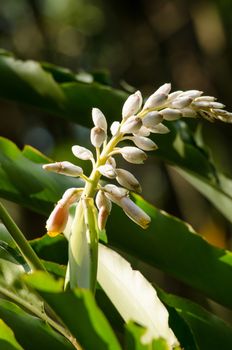 Alpinia is a genus of flowering plants in the ginger family, Zingiberaceae. It is named for Prospero Alpini,
Species are native to Asia, Australia, and the Pacific Islands, where they occur in tropical and subtropical climates.