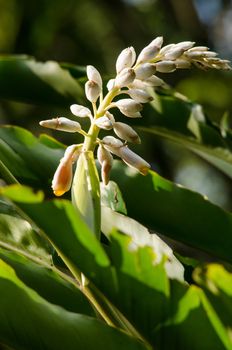 Alpinia is a genus of flowering plants in the ginger family, Zingiberaceae. It is named for Prospero Alpini,
Species are native to Asia, Australia, and the Pacific Islands, where they occur in tropical and subtropical climates.