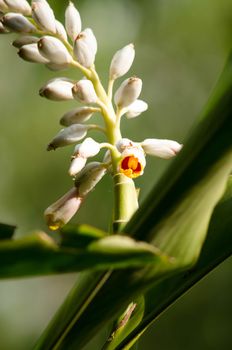 Alpinia is a genus of flowering plants in the ginger family, Zingiberaceae. It is named for Prospero Alpini,
Species are native to Asia, Australia, and the Pacific Islands, where they occur in tropical and subtropical climates.