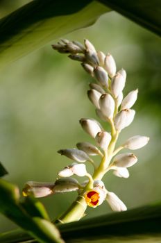 Alpinia is a genus of flowering plants in the ginger family, Zingiberaceae. It is named for Prospero Alpini,
Species are native to Asia, Australia, and the Pacific Islands, where they occur in tropical and subtropical climates.