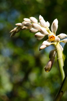 Alpinia is a genus of flowering plants in the ginger family, Zingiberaceae. It is named for Prospero Alpini,
Species are native to Asia, Australia, and the Pacific Islands, where they occur in tropical and subtropical climates.