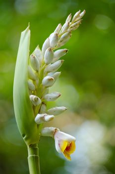 Alpinia is a genus of flowering plants in the ginger family, Zingiberaceae. It is named for Prospero Alpini,
Species are native to Asia, Australia, and the Pacific Islands, where they occur in tropical and subtropical climates.