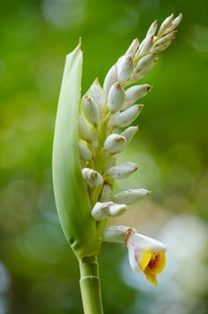 Alpinia is a genus of flowering plants in the ginger family, Zingiberaceae. It is named for Prospero Alpini,
Species are native to Asia, Australia, and the Pacific Islands, where they occur in tropical and subtropical climates.