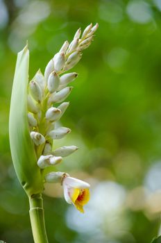 Alpinia is a genus of flowering plants in the ginger family, Zingiberaceae. It is named for Prospero Alpini,
Species are native to Asia, Australia, and the Pacific Islands, where they occur in tropical and subtropical climates.