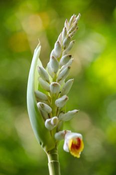 Alpinia is a genus of flowering plants in the ginger family, Zingiberaceae. It is named for Prospero Alpini,
Species are native to Asia, Australia, and the Pacific Islands, where they occur in tropical and subtropical climates.