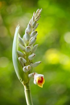 Alpinia is a genus of flowering plants in the ginger family, Zingiberaceae. It is named for Prospero Alpini,
Species are native to Asia, Australia, and the Pacific Islands, where they occur in tropical and subtropical climates.