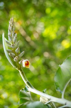 Alpinia is a genus of flowering plants in the ginger family, Zingiberaceae. It is named for Prospero Alpini,
Species are native to Asia, Australia, and the Pacific Islands, where they occur in tropical and subtropical climates.