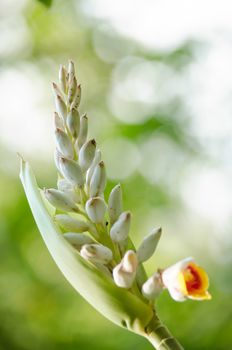 Alpinia is a genus of flowering plants in the ginger family, Zingiberaceae. It is named for Prospero Alpini,
Species are native to Asia, Australia, and the Pacific Islands, where they occur in tropical and subtropical climates.