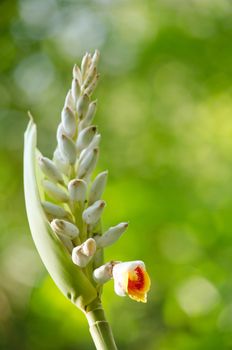 Alpinia is a genus of flowering plants in the ginger family, Zingiberaceae. It is named for Prospero Alpini,
Species are native to Asia, Australia, and the Pacific Islands, where they occur in tropical and subtropical climates.