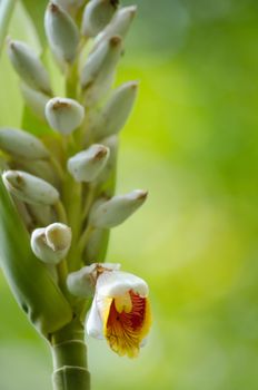 Alpinia is a genus of flowering plants in the ginger family, Zingiberaceae. It is named for Prospero Alpini,
Species are native to Asia, Australia, and the Pacific Islands, where they occur in tropical and subtropical climates.