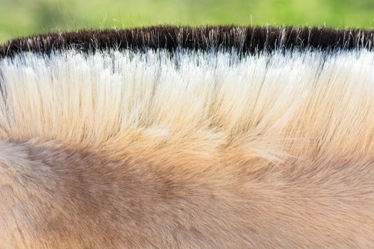 Detail, Beautiful mane of a small horse, pony.