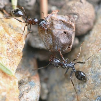 Two ants outside in the garden 