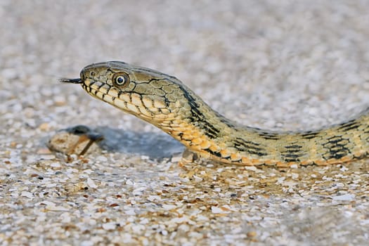 Water snake on the Bay summer day                               