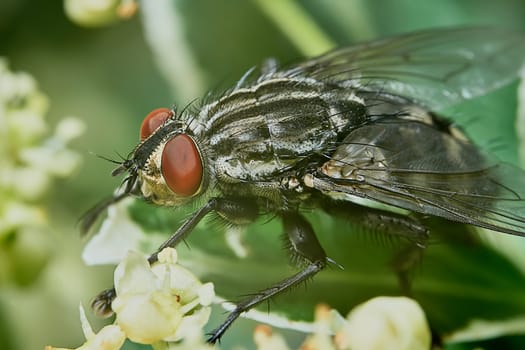 Gray fly in a hot summer day in the garden closeup                               