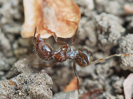 Ant outside in the garden closeup