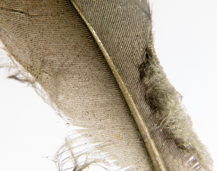 pigeon feather white and black grey and brown close up with water dew droplets on white background; UK