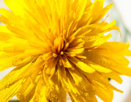 yellow dandelion flower head up close on white background Taraxacum officinale water dew droplets; UK