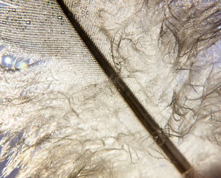 beautiful white pigeon bird feather up close macro detail wet water dew droplets studio background; UK