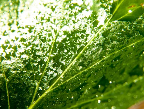 close up of birth green leaf with lots of water dew droplets; UK