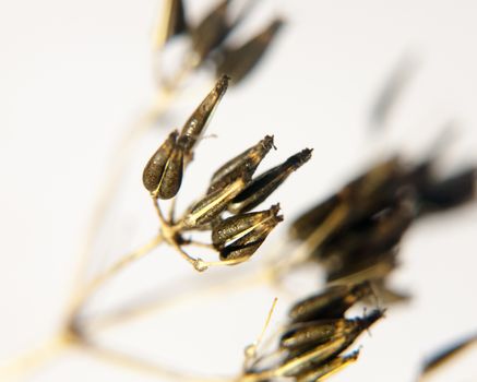 close up of dead black spindly daisy cow parsley flower family on white background water dew droplets; UK