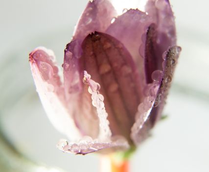 close up of pink closed cosmos flower head petals on white background stunning; UK