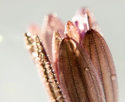 close up of pink closed cosmos flower head petals on white background; UK