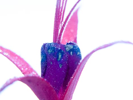 close up of purple wet water dew droplets petals of Fuchsia on white background; UK