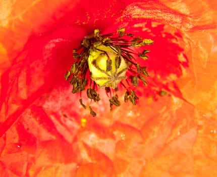close up of red field poppy flower head water dew droplets Papaver rheas; UK