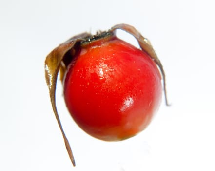 close up of red ripe rose hip berry single up close in studio on white background Rosa canina; UK