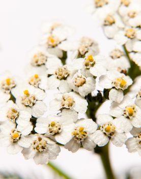 close up of white cow parsley flower with water dew droplets petals on white background yarrow; UK