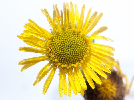 close up of yellow daisy sunflower wet water dew droplets in studio white background; UK