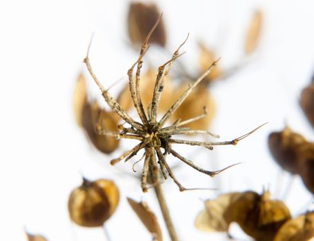 dead delicate daisy flower up close detail white background; UK