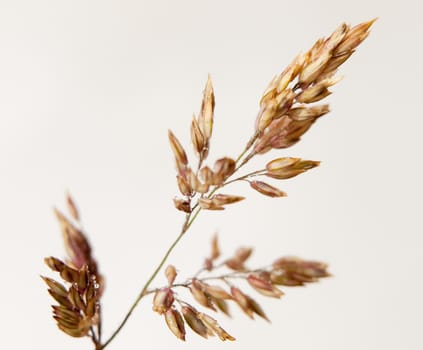 golden grass leaf close up detail water dew droplets white background; UK