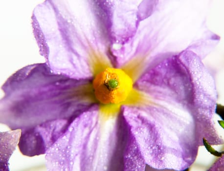 purple little pretty flower with yellow center up close water dew droplets white background; UK