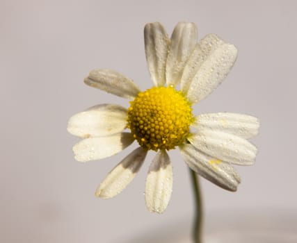 small white daisy macro up close detail on white background Bellis perennis water dew droplets; UK