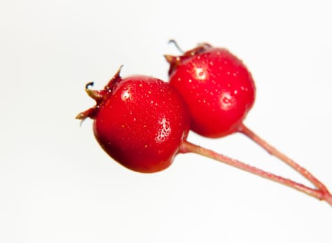 two close up wet water dew droplet red hawthorn berries Crataegus on white background in studio; UK
