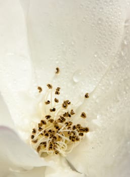 White wild rose up close with water dew droplets background Rosa canina; UK