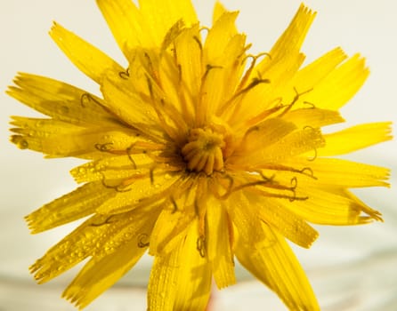 yellow dandelion flower head up close on white background Taraxacum officinale water dew droplets; UK