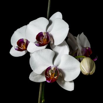 Orchid with large white flowers on a black background.