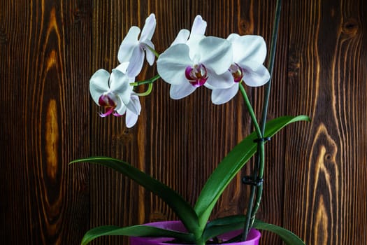 Orchid with large white flowers on the background of an wooden wall