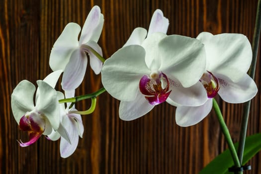 Orchid with large white flowers on the background of an wooden wall