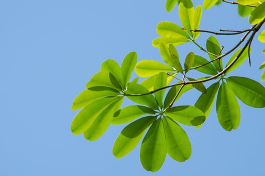 green leaf background in forest , have many species flora . background have many  colour in frame