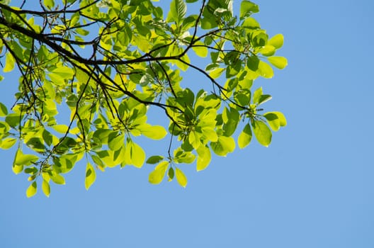 green leaf background in forest , have many species flora . background have many  colour in frame