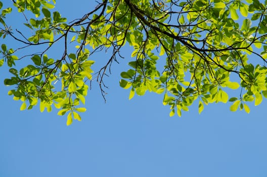 green leaf background in forest , have many species flora . background have many  colour in frame