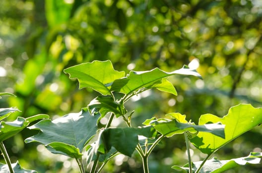 green leaf background in forest , have many species flora . background have many  colour in frame