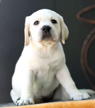 the little yellow labrador puppy sitting on yellow background