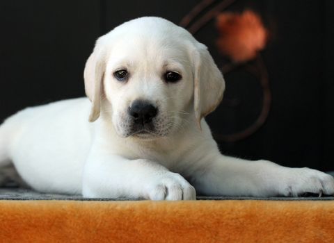 a little yellow labrador puppy sitting on yellow background
