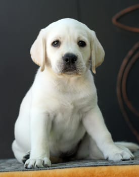 little yellow labrador puppy sitting on yellow background