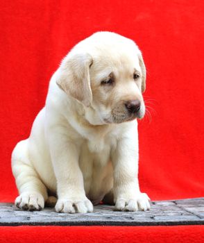 little yellow labrador puppy sitting on red background